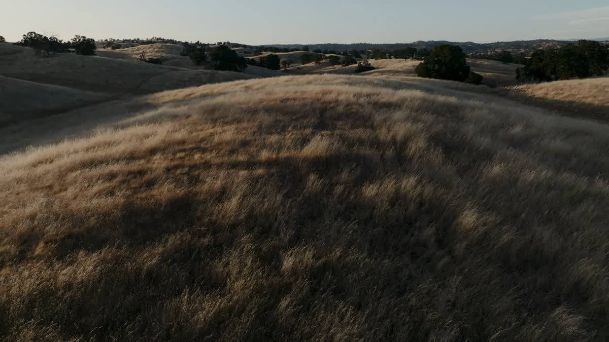 Golden Pastures Still 02