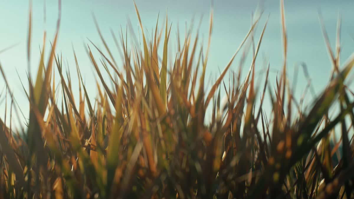 The Grass Loop 03