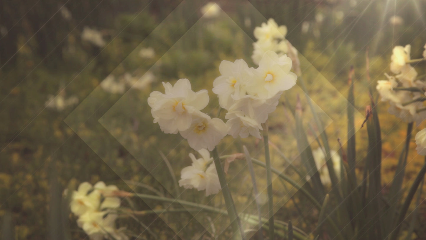 Fresh Flowers White Still