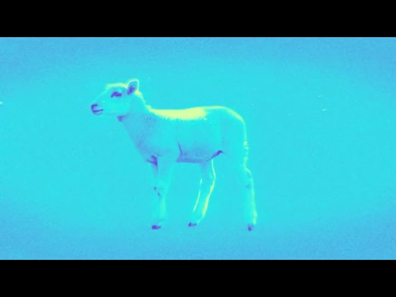 Bible Animals 2 Sheep Color Map