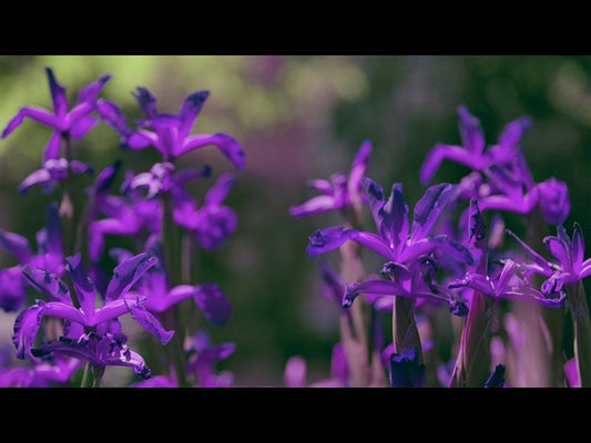 Mothers Day Garden 1