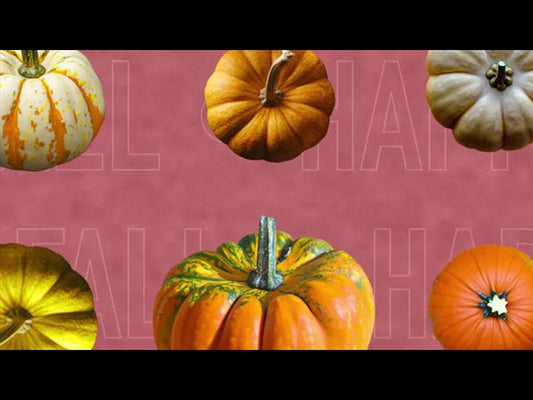 Multi Pumpkin 4