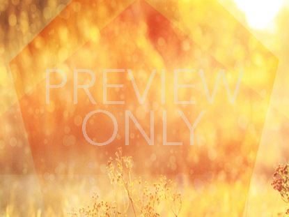 Country Autumn Still 05