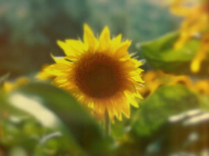 Muted Spring Sunflower