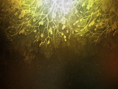 Spiced Woods 2 Motion