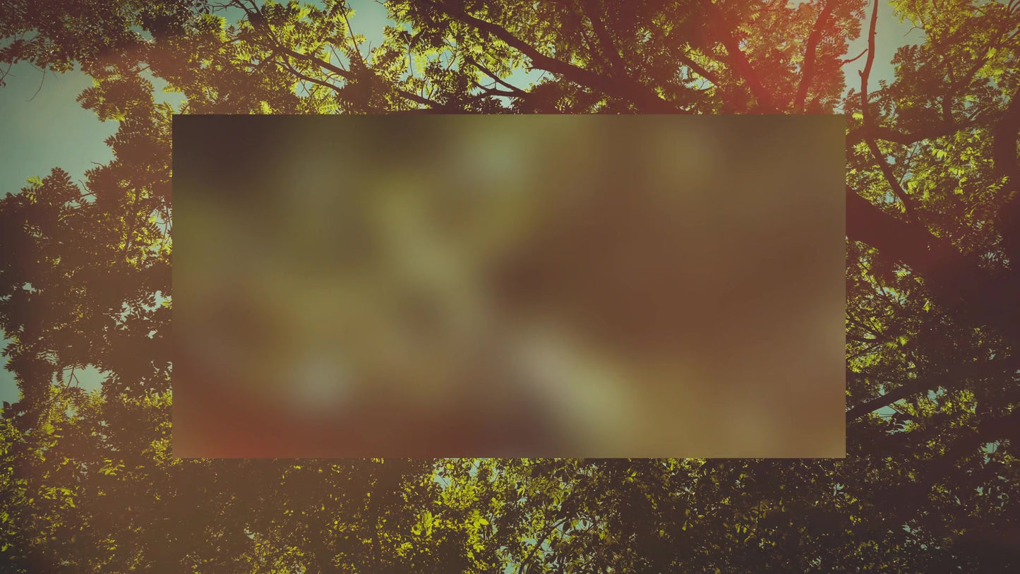 Summer Bright Canopy Alt