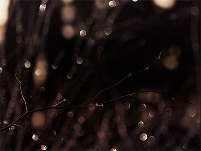 Winter Frost 2