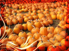 Harvest