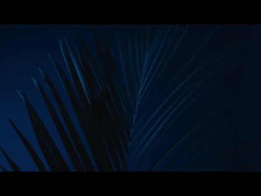 Cinematic Palms Loop 10