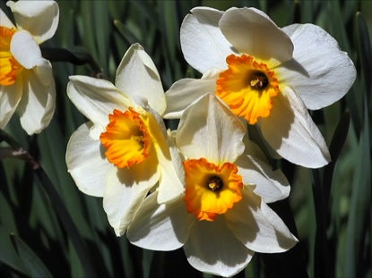 Bicolor Daffodils