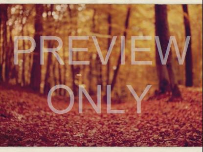 Fall Leaves Montage Retro 5