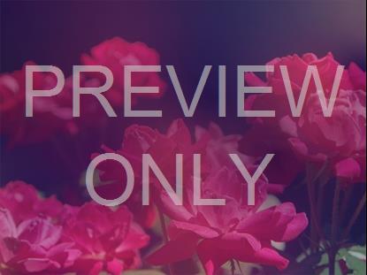 Mothers Day Roses 2 Still