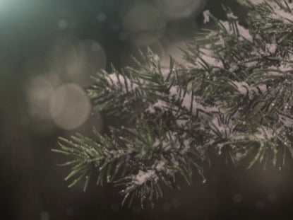 Winter Woods 4