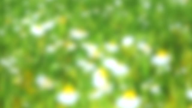 Springtime Bloom 15