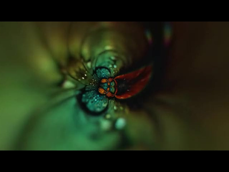 Butterflies 8