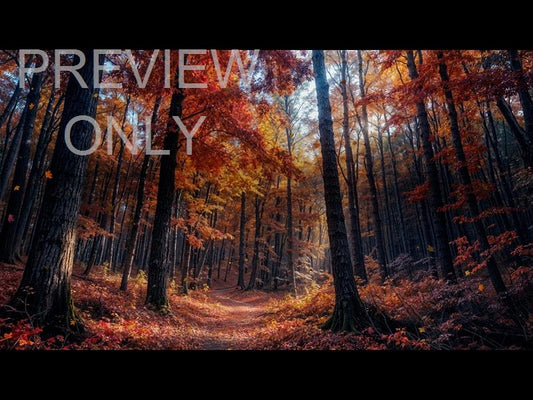 Forest Fall 11 Still