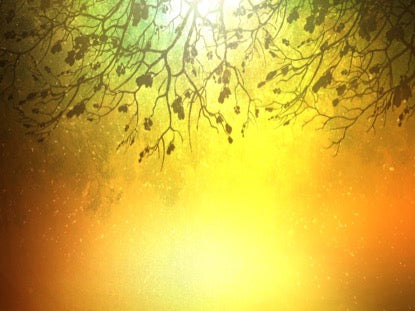 Spiced Woods 1 Motion