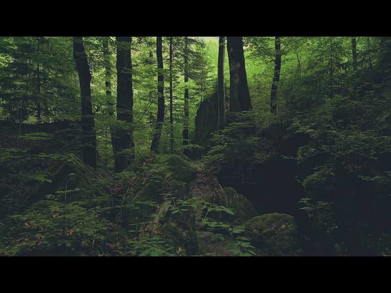 Deep Forest Dense Woods