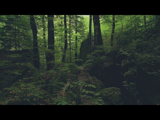 Deep Forest Dense Woods