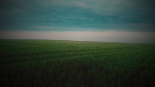 Open Fields Stafe