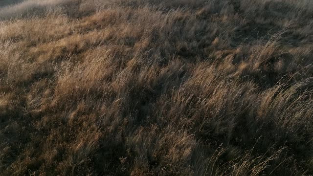 Golden Pastures Motion Background 05