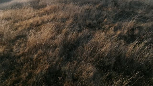 Golden Pastures Motion Background 05