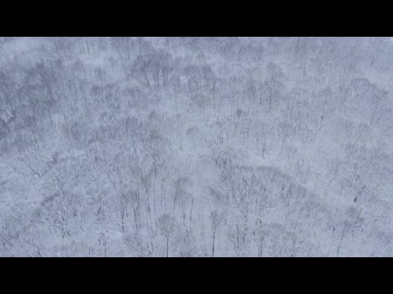 Winter Woods Wide Trees