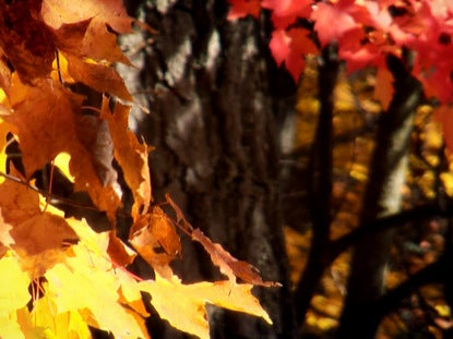 Fall Footage Leaves Closeup