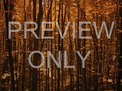 Fall Leaves Montage 10