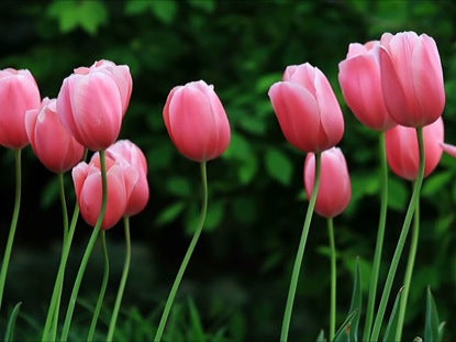 Pink Tulips In The Breeze