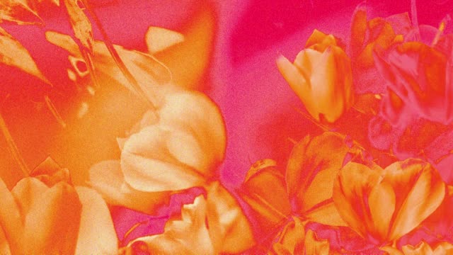 Hyper Bloom 6