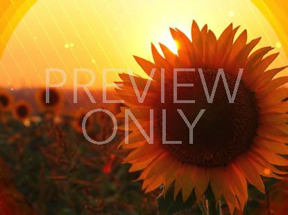 Fall Harvest Sunflower Sunset