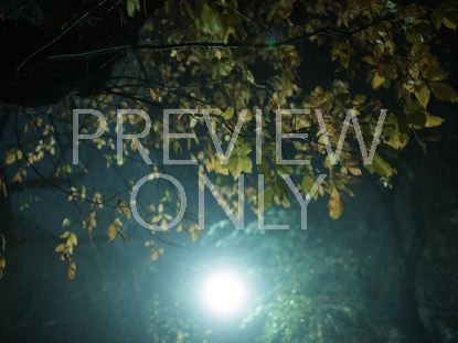 Night Leaves