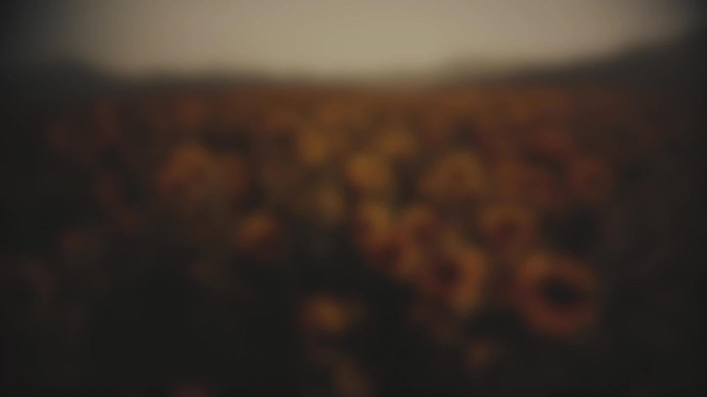 Vintage Sunflowers Forward Blur