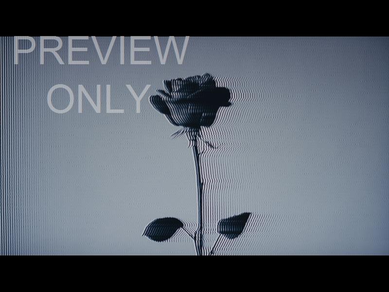Easter Figures Black Rose Noise Still