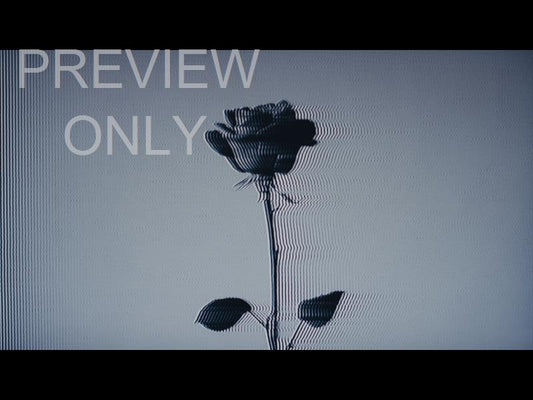 Easter Figures Black Rose Noise Still