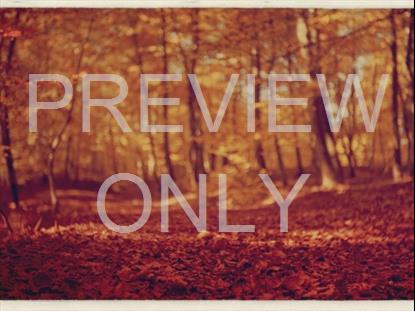 Fall Leaves Montage Retro 1
