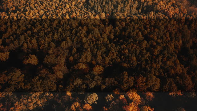 Autumn Foliage 7 Alt