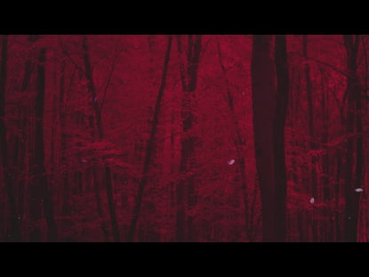 Autumn Leaves Montage