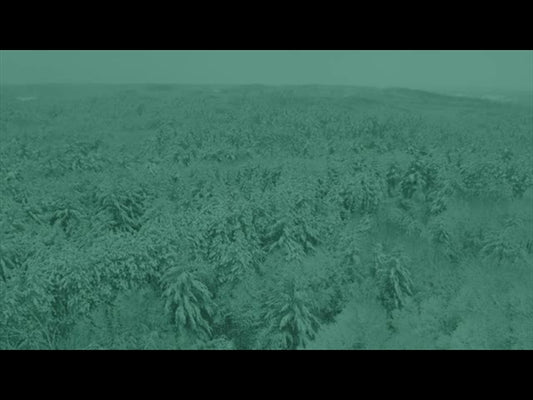 Winter Woods Wintergreen