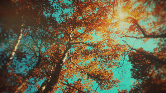 Autumn Canopies 10 Still