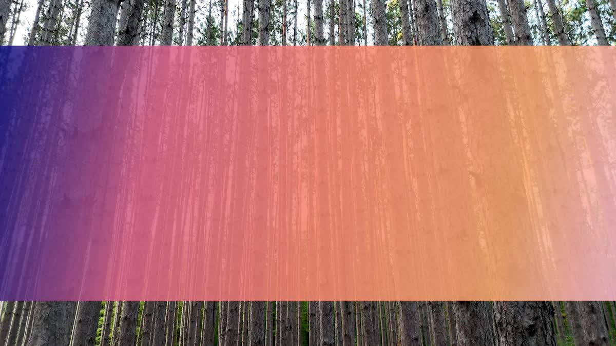 The Forest 4 Bar Still