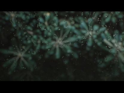 Rain And Plants Alt