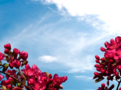Spring Bloom Pink Flowers