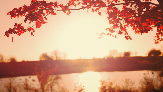 Thanksgiving Light Lake Still