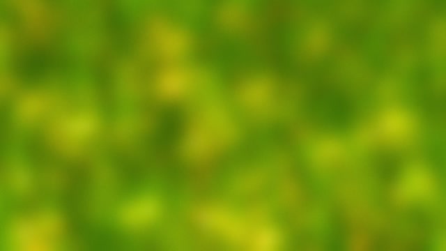 Springtime Bloom 17