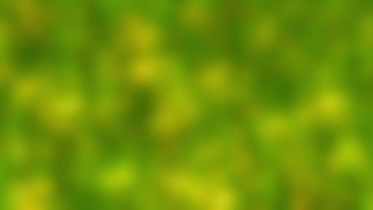 Springtime Bloom 17