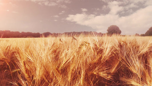 Golden Hour Wheat Still