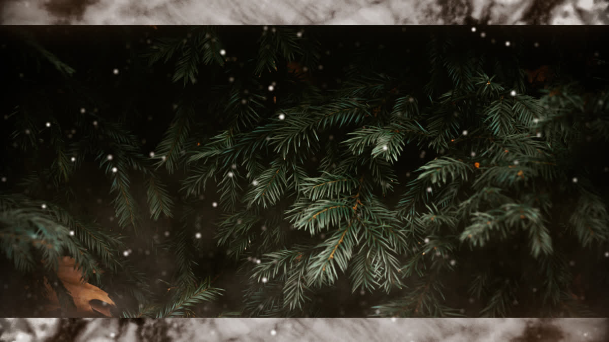 Evergreen 8 Alt