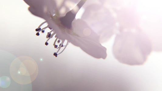 Spring Flowers Long Play